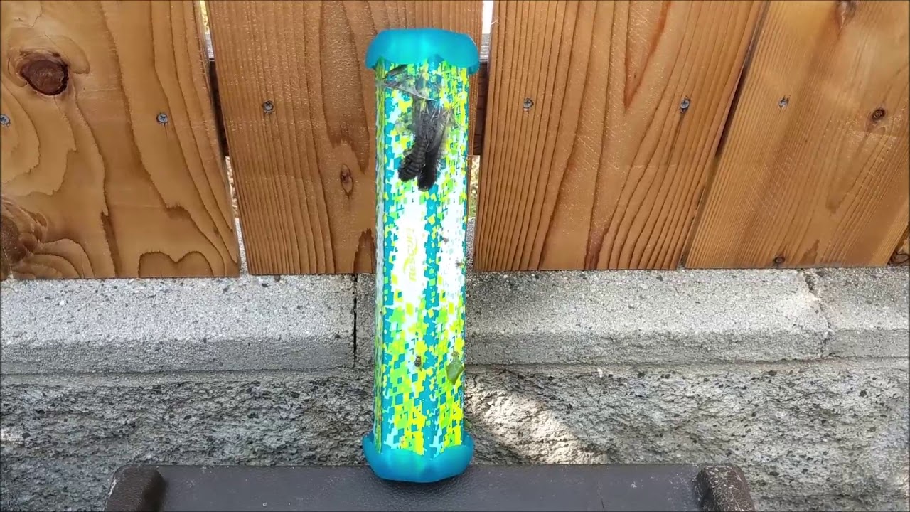 Sticky Bird - YouTube