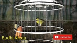 Kecial Stres langsung Bunyi Kembali Sekali Putar Langsung Bunyi Kembali