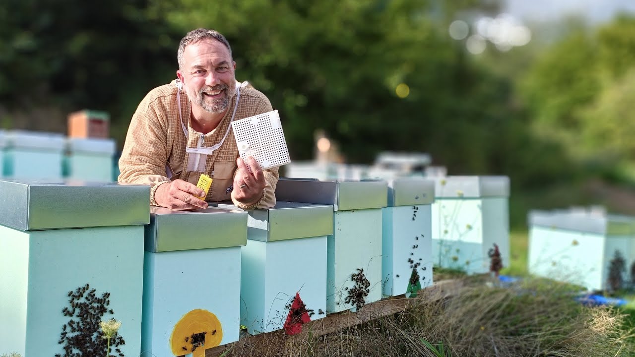 Essaims de fin de saison : comment introduire les reines avec succès sur couvain - Apiculture S03E11