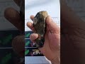 Stunning Axe-ample !!! #beachcombing #beach  #beachfossils