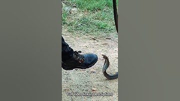 किंग कोबरा को पकड़ा !! snake rescue 🔥🔥#youtubeshorts #youtube #shorts #minivlog