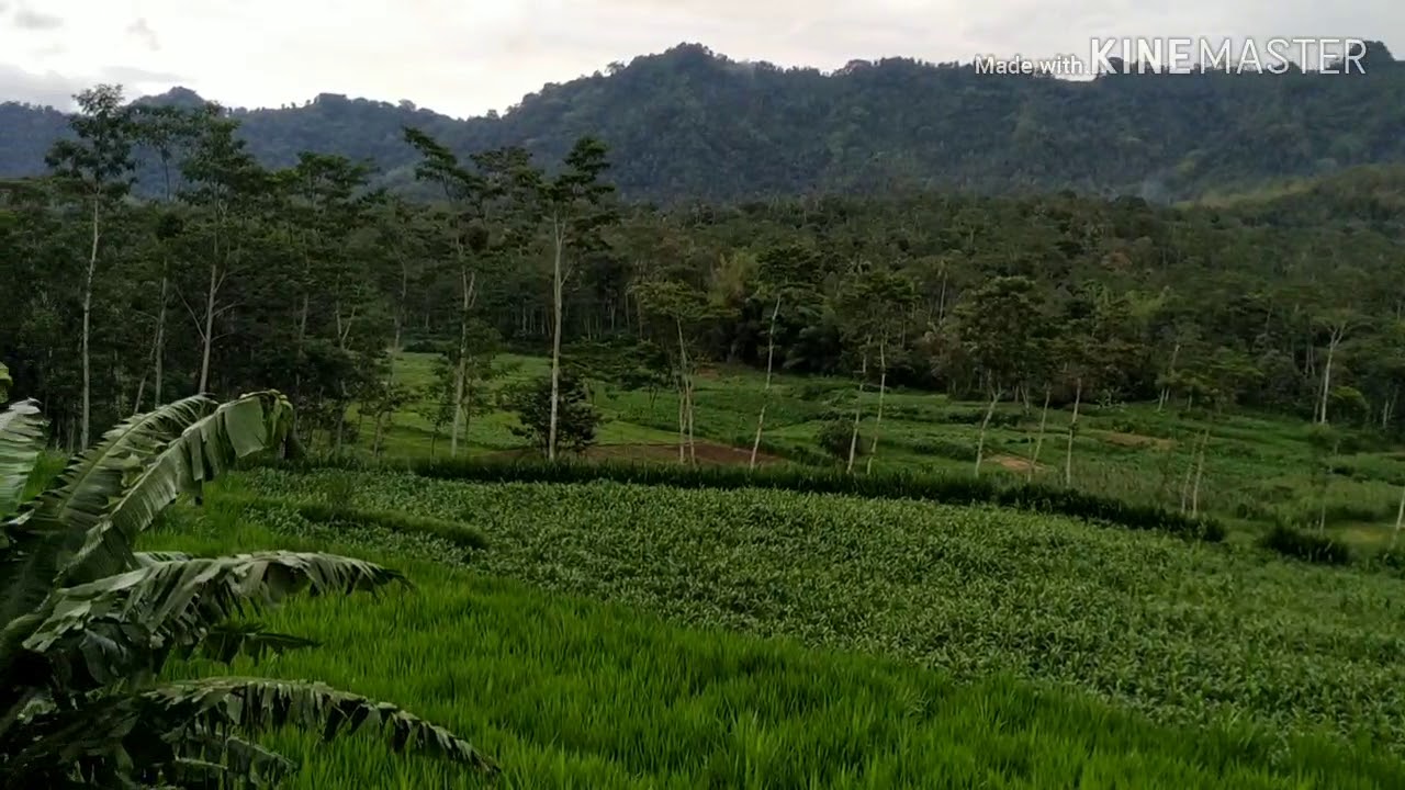 Pemandangan 