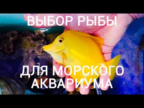Выбор рыбы для морского аквариума. В гостях у  Андрея Артемьева.