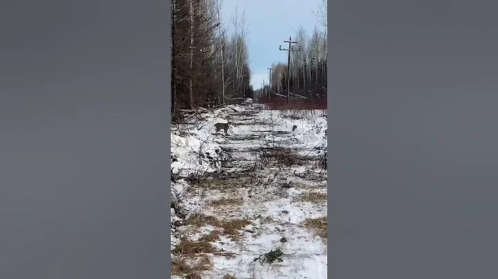 Canada Lynx Scores a Snowshoe Hare #wildlifeanimals #wildlife #bigcat #bunny #northof60 #survival