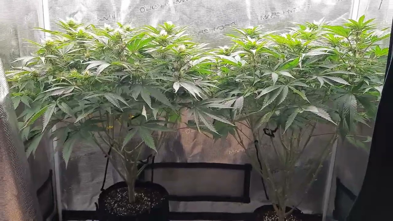 Day 20 Flower (Super Lemon Haze×Alien Bubba) La Plata Labs