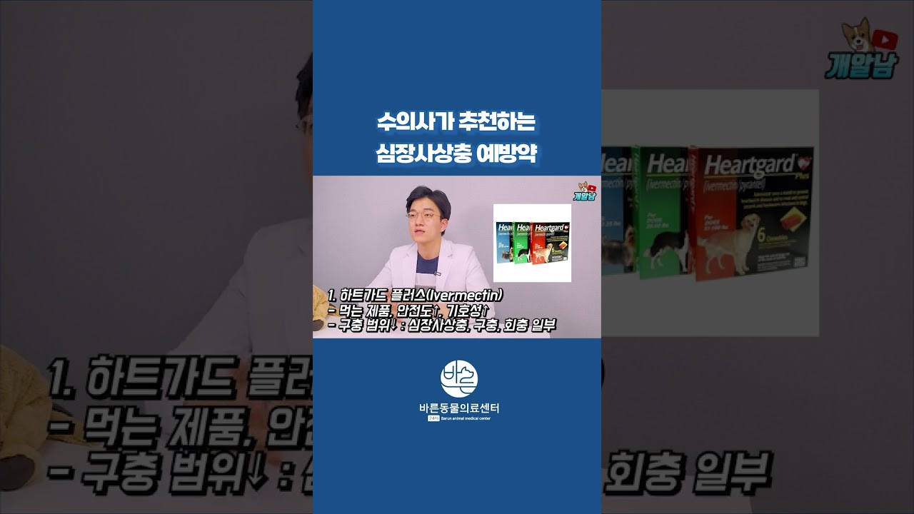 수의사가 추천하는 심장사상충 예방약 #shorts - YouTube