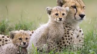 Beautiful Animal Wallpaper 005 screenshot 5