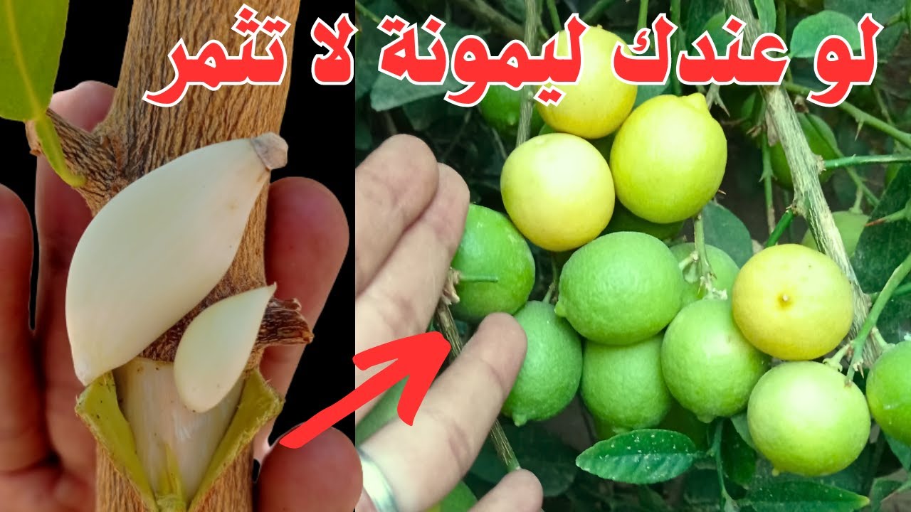 لاول مرة ترى هذه الحلول تجعل اشجار الليمون 🍋تنمو وتثمر بسرعة البرق وبطريقة مجانية 💯
