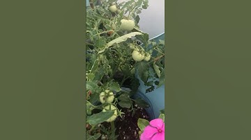 Tomatoes in our balcony garden_Muscat