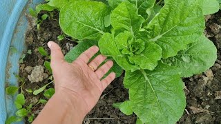 Aapka mere channel pe sawagat hai | terrace gardening | my terrace garden  screenshot 4
