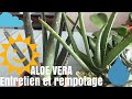  aloe vera  mes conseils dentretien et rempotage  plante succulente  plante dintrieur