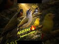 Baderna de Cantos 🔥Trinca-ferro, Curió, Canário e Coleiro Sem Parar! #trincaferro #foryou #aves