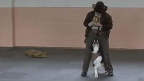 Building Long Behavior Sequences with Back-chaining | ClickerExpo