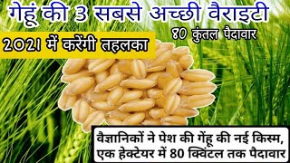 New variety of wheat | wheat top variety in 2021 | गेहूं की उन्नत किस्मे | गेहूँ की हाइब्रिड किस्में