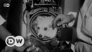 Laika: Uzaya giden ilk dünyalı - DW Türkçe