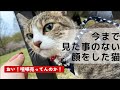 【保護猫】散歩中