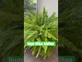 Have you ever Seen a Bigger Fern? The Latest Addition to our Office. Home grown too &amp; Transplanted.