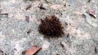 How Predatory Ants Hunt Carebara Diversa Hunting A Beetle Grub