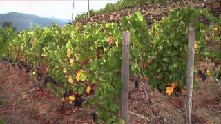 Finca Millara. A journey through the Ribeira Sacra