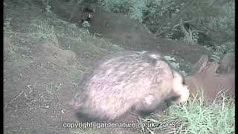 Badgers From Suffolk