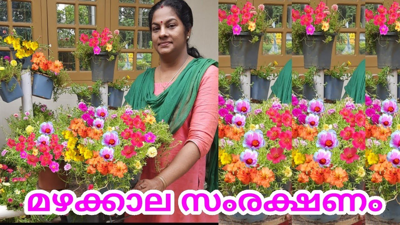 How to care portulaca and Purslane plant in rainy season|portulaca care|salu koshy