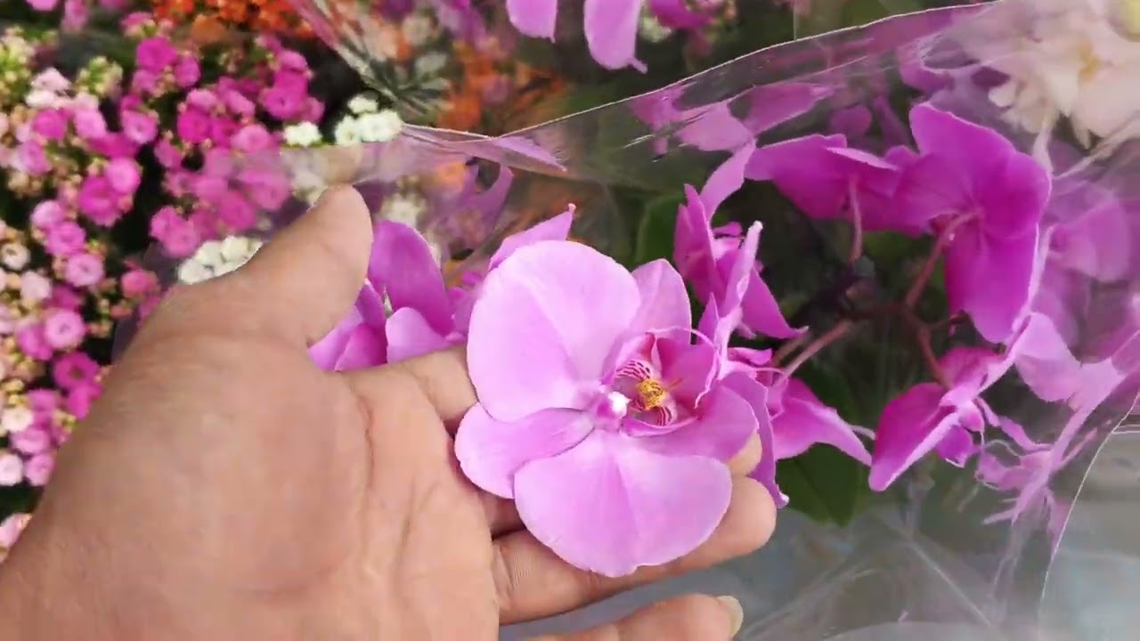 نباتات الظليه في مشتل الخصيب