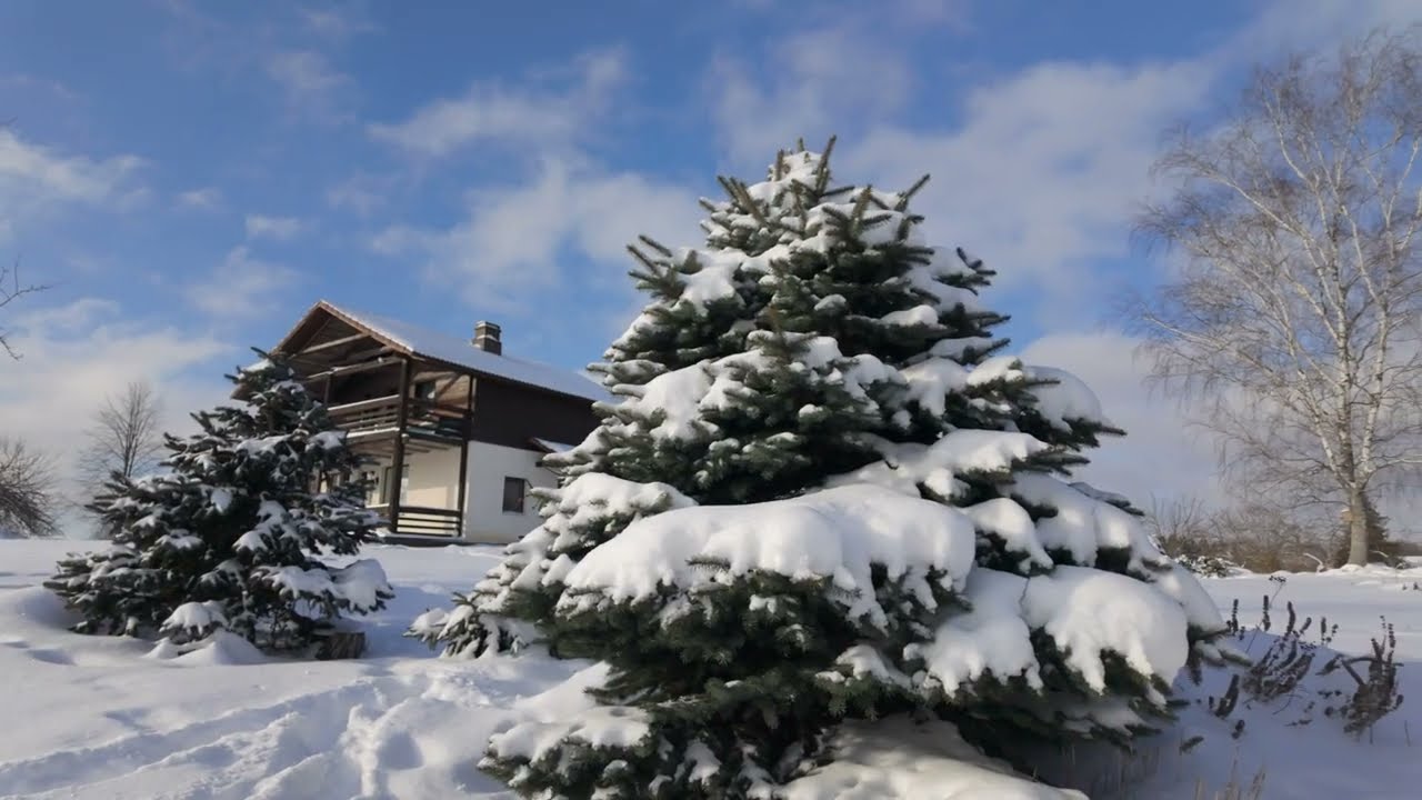 Снежная красавица Свенте