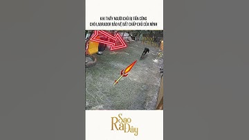 KHI THẤY NGƯỜI CHỦ BỊ TẤN CÔNG CHÓ LABRADOR BẢO VỆ BẤT CHẤP CHỦ CỦA MÌNH