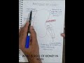 what are the functions of kidney other than filter of waste? # shorts #biochemistrynotes  #medical
