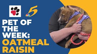 Pet of the Week: Oatmeal Raisin