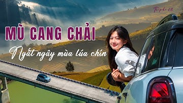 Du lịch MÙ CANG CHẢI | Ngỡ ngàng ruộng bậc thang mùa lúa chín | Tripdi 08