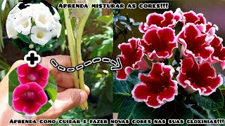 Gloxinia Aprenda Como Fazer Cruzamentos E Ter Várias Cores Diferentes