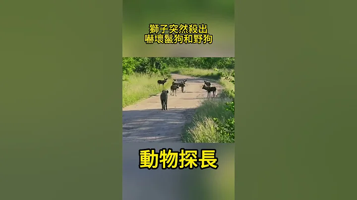 獅子突然殺出，嚇壞逛馬路的鬣狗和野狗！#動物世界 #獅子#鬣狗 - 天天要聞