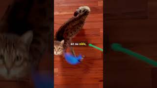 380 km/h VS 20 Milisegundos ¿Quién Gana? #animales #curiosidades # #ciencia #shorts