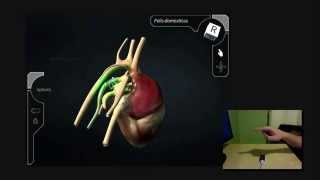 Form & Function 3D Demo