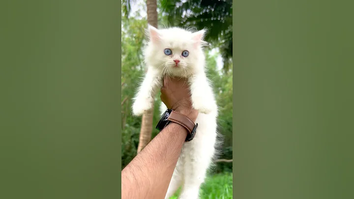 Video 10600781: kitten white persiancat, persian cat, eyes persiancat, kitten white blue eyes