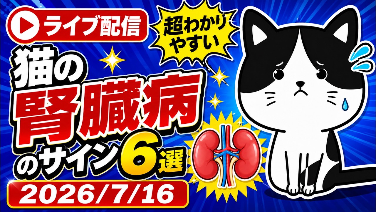 【7/16 生配信】超わかりやすい!猫の腎臓病のサイン6選【アーカイブは7/17まで】