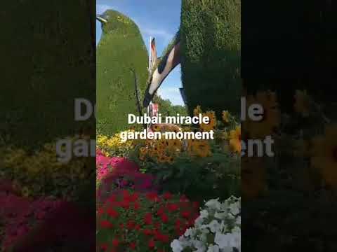 Dubai miracle garden moment