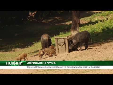 Видео: Болестта на свинете пресича континентите, огнището засяга свинете в САЩ