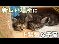 初めての場所と先輩猫たちにドキドキしまくりな子猫ちゃんたち…😳💦 【保護猫活動】