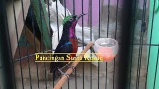 Masteran Suara Burung Konin durasi pendek // Pancingan konin #shorts