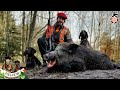 Tir d&#39;un gros mâle en battue, chasse au sanglier et tirs de chevreuils dans les Vosges et en Alsace