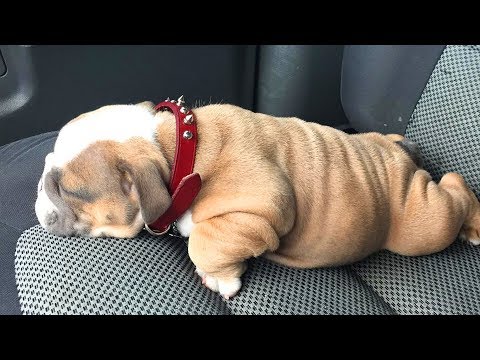 funny-and-cute-english-bulldog-puppies-compilation-#-03-|-animal-lovers