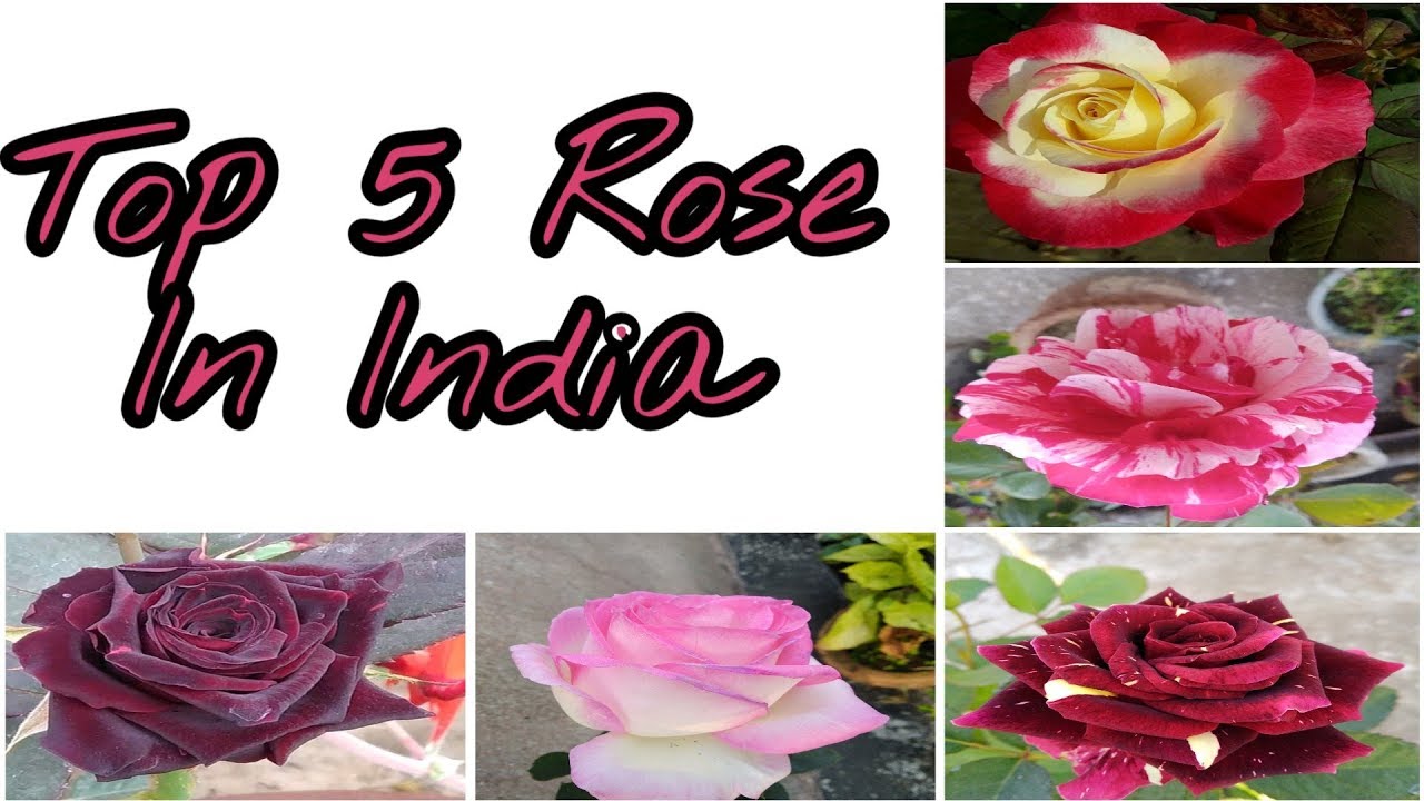 Top 5 Roses in India - YouTube