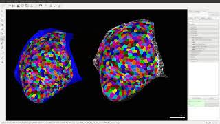 Lineage tracking on surfaces for time-lapse data in MorphoGraphX