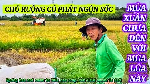 CÁNH ĐỒNG VỤ NÀY IM LÌM NHƯ ĐỐNG BĂNG CHỦ RUỘNG PHÁT NGÔN KHIẾN AI CŨNG BẤT NGỜ|Giải Trí Miền Tây