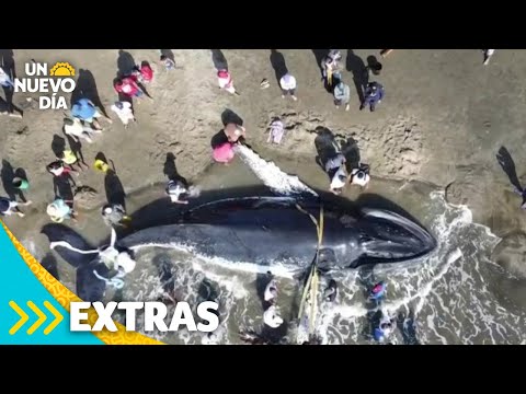 Emocionantes imágenes del rescate de una ballena de 40 pies en Ecuador | Un Nuevo Día | Telemundo