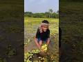 Traditional Lotus Swamp Fishing – Boy Using Bamboo Fish Trap #villagefishing #fishing #bamboofishing