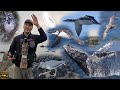 Epic Humpback Breaches, Bird I Never Knew Existed. California Birding Part 4. 
