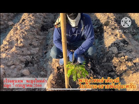 การปลูกพะยูงไหหลำ สำคัญคือต้องมีใบรับรองสายพันธุ์เพราะเป็นไม้ต่างถิ่น ในกรณีต้องการส่งออก ไม้ราคาแพง